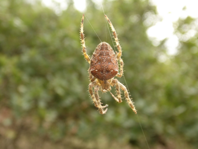 Araneus diadematus